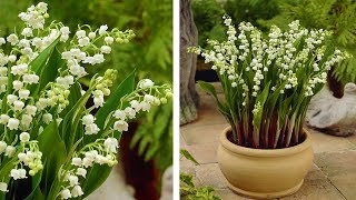 How to Plant Lily of the Valley Spring Garden Guide [upl. by Ydnik620]