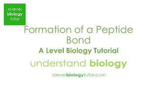 Peptide bond formation between amino acids Alevel Biology OCR A Eduqas Edexcel AQA [upl. by Pylle599]