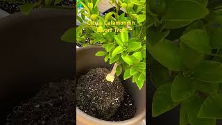 Citrus Calamondin Dwarf Tree repotting in bigger container gardeningplants [upl. by Keldah]