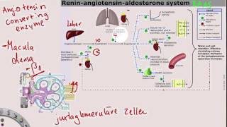 ReninAngiotensinAldosteronSystem [upl. by Itsur379]