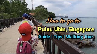 How to go to Pulau Ubin Singapore  Guide Tips and Walking Tour [upl. by Adur]