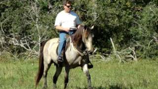 Beautiful Buckskin Tennessee Walking Horse mare in early stages of natural horsemanship training [upl. by Menard]