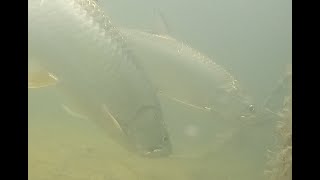 Tarpon in Islamorada Florida [upl. by Castara]