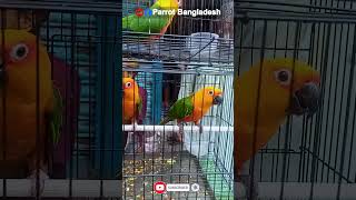 Sunconor Rainbow Lorikeet Rosellas Price in near Mirpur Dhaka [upl. by Akital]