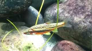 Mountain Redbelly Dace  Phoxinus oreas [upl. by Nilok]