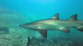 Diving with grey nurse sharks at Bushrangers Bay NSW [upl. by Moises]