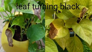 Money Plant Care पत्तियों को काले होने से कैसे बचाएNeon Pothos Repot मनी प्लांट [upl. by Laersi]