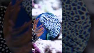 Eels AquaticLife MarineBiology MysteriousCreatures [upl. by Ralf]