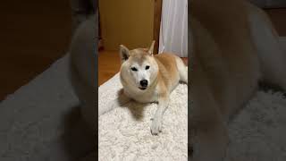 【柴犬女子】柴犬との暮らし柴犬と暮らす 柴ちゃんdog cute癒し ふあもこ柴ちゃん [upl. by Dave214]