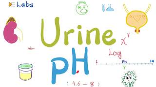 Urine pH  Urinalysis  Labs [upl. by Enid]