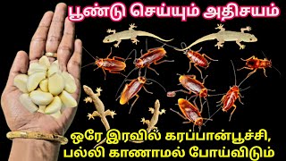 இனி வீட்டில் கரப்பான் பூச்சி பல்லி தொல்லை இல்லை  cockroach killerkitchen tips tips [upl. by Inail]