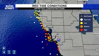 Red tide is becoming a major issue on Floridas west coast [upl. by Ruosnam413]