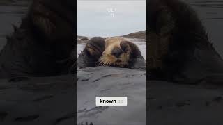 Adorable Sea Otters Fact shorts [upl. by Supmart484]