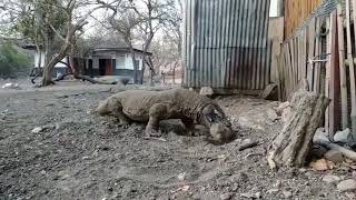 Dragão de komodo comendo macaco vivo🤢 [upl. by Ibocaj]