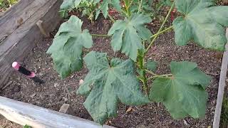 Tobacco Gardening Cutworms and Rotten Banana Water [upl. by Sophi]