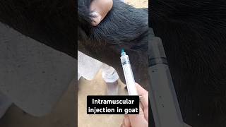 Intramuscular injection in goat veterinary animal injection veterinary animals short viral [upl. by Okin912]