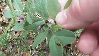 La Vesce Fève  La Plante Des Reins  Bean Vetch The Plant Of The Kidneys [upl. by Yclehc]