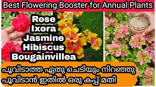 Secret Fertilizer for More Flowers in Permanent Flowering Plants  പൂച്ചെടികൾക്ക് ഒരു അടിപൊളി വളം [upl. by Hplodur]