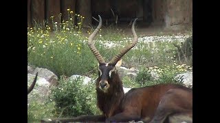 Nile Lechwe at Parco Natura Viva [upl. by Lleda]