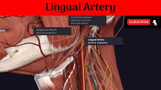 Lingual Artery Anatomy mbbs education bds headandneckanatomy arteries [upl. by Inimod]