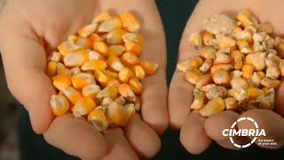 Cimbrias corn processing gravity separation and colour sorting [upl. by Samella]