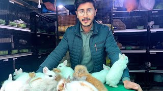 Sab For sale Hay 🐇  Setup update  Fancy Rabbit Farming  Aftab Ahmad [upl. by Limoli]