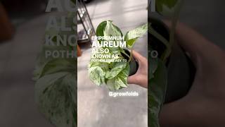 Pothos are the Easiest Houseplants to Grow plants pothos [upl. by Yelrah]