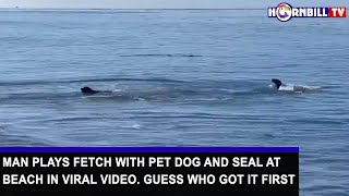 MAN PLAYS FETCH WITH PET DOG AND SEAL AT BEACH IN VIRAL VIDEO GUESS WHO GOT IT FIRST [upl. by Chadburn744]