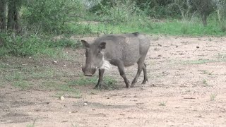 BURRO ATACA JAVALI SEM DÓ  Vídeos Incríveis de Animais [upl. by Neroled]