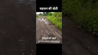 सहजन की खेती  sahjan ki kheti kaise karen  Drumstick Farming in India [upl. by Allac]