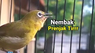 TERBARU  Pleci Nembak Isian Prenjak Tir Betina [upl. by Kenlay]