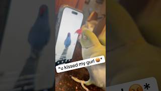 He’s sooo jealous 😲 talkingparrot talkingbird cuteanimals funnyanimals parrot jealousy [upl. by Now]