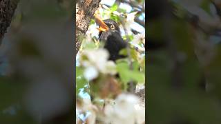 Its hard not to love this beautiful singing birdMale Eurasian Blackbird birdsinging [upl. by Ycnuahc984]