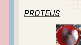 Proteus Medical Microbiology  Bacteriology [upl. by Gerladina]