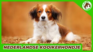 My favorite Dutch breed  The Nederlandse Kooikerhondje [upl. by Eliades900]