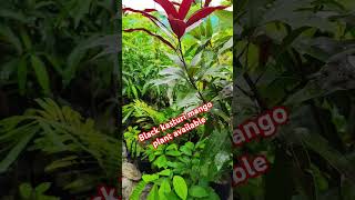 Black kasturi mango plant available [upl. by Soule]