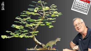 Dawn Redwood Bonsai Care Guide Easy Tips for Beginners [upl. by Lennad]