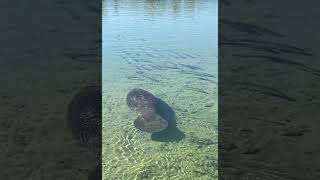 Watching the manatees in Florida [upl. by Lleryt]