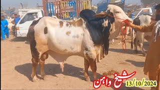 Sheikhwan Cow Mandi Clour Wala Gulabi Maal13102024 [upl. by Dhumma]