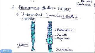 Thallus organisation in Algae hindi [upl. by Olrac]