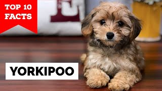 Yorkipoo  Top 10 Facts [upl. by Ramirolg]