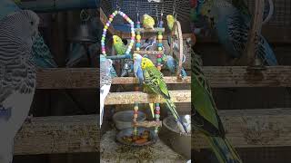 Parakeet Food Budgie Morning Routines [upl. by Stein]