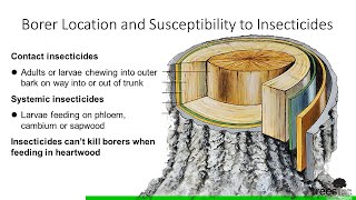 Learn About Managing Boring Insects with the Purdue Plant Doctor [upl. by Adiela151]