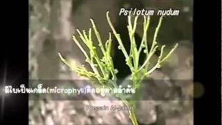 ดิวิชันไซโลไฟตาDivision Psilophyta [upl. by Philip77]