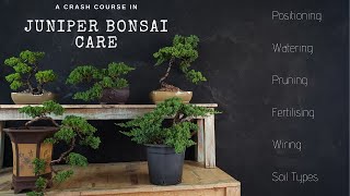 How To Care For Juniper Bonsai  2019  A JUNIPER CRASH COURSE [upl. by Akaenahs]