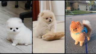 Cute Pomeranian puppies  Beautiful Teacup Dogs [upl. by Wiener]