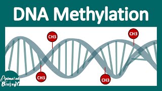 DNA methylation  What is DNA methylation and why is it important [upl. by Nimajeb]