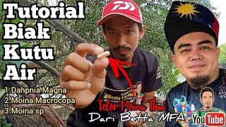 Tutorial Biak Kutu AirMoina MacrocopaMoina spDaphnia Magna [upl. by Damon]