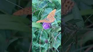 A look back to the summer A Silverwashed Fritillary feeding on Knapweed [upl. by Geehan]