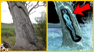 20 Choses Bizarres Trouvées Dans Les Arbres [upl. by Annekam463]